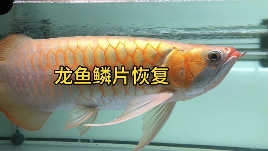 給我推薦一些龍魚鱗片缺口恢復的視頻教程（關于龍魚鱗片缺口恢復的視頻教程）