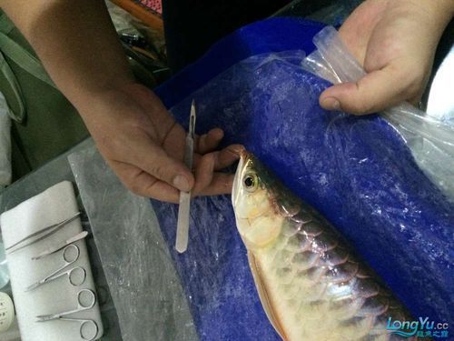 手術治療龍魚須子長瘤需要多長時間恢復？（魚須子瘤手術治療恢復時間因個體差異和手術復雜性而異）