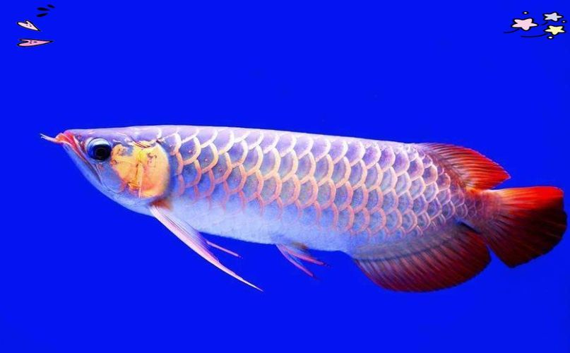 奶龍魚有哪些品種？（“奶龍魚”并非正式分類學名稱與商品標簽與商品標簽）