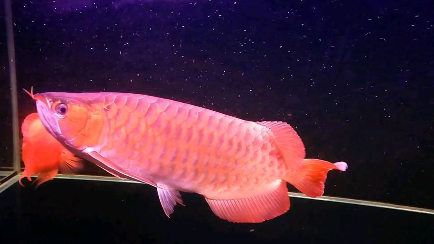 龍魚(yú)論壇的用戶群體如何（“龍魚(yú)論壇”的用戶群體）