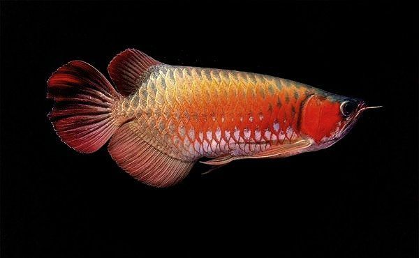金龍魚飼養需要哪些注意事項？（新手養金龍魚全攻略）
