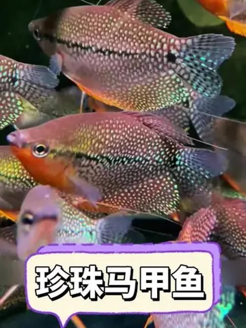 銀龍魚和珍珠雞胸魚的混養注意事項（銀龍魚與珍珠雞胸魚混養）