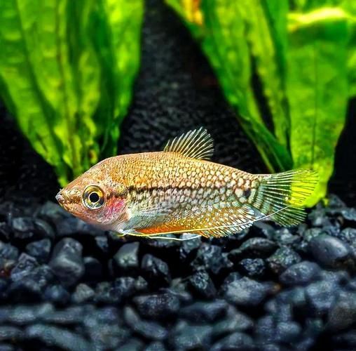 銀龍魚和珍珠雞胸魚的混養注意事項（銀龍魚與珍珠雞胸魚混養）
