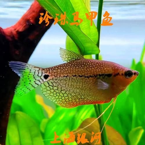 銀龍魚和珍珠雞胸魚的混養注意事項（銀龍魚與珍珠雞胸魚混養）