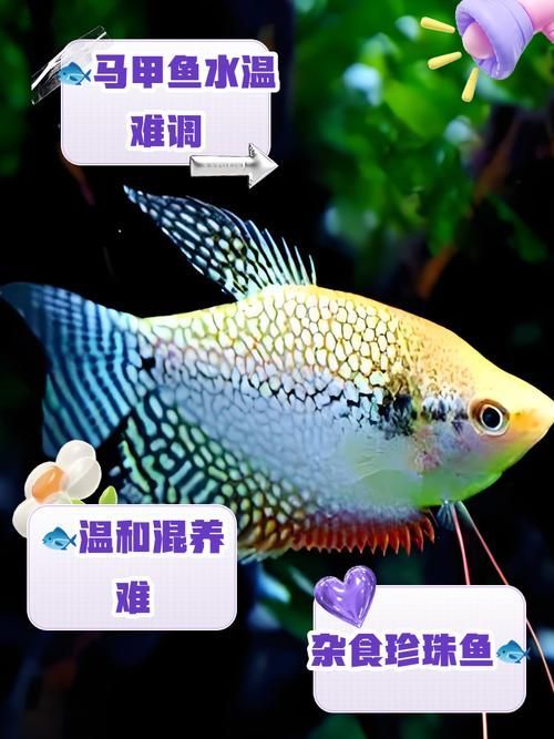 銀龍魚和珍珠雞胸魚的混養注意事項（銀龍魚與珍珠雞胸魚混養）