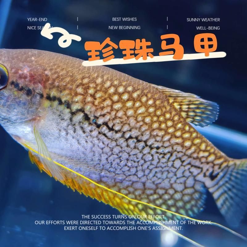 銀龍魚和珍珠雞胸魚的混養注意事項（銀龍魚與珍珠雞胸魚混養）