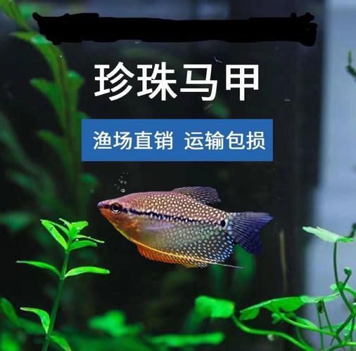 銀龍魚和珍珠雞胸魚的混養注意事項（銀龍魚與珍珠雞胸魚混養）