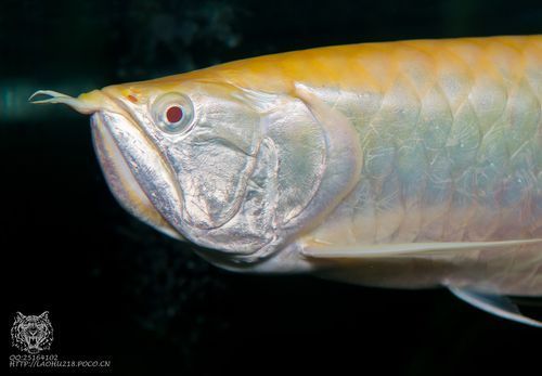 銀龍魚哪個品種最貴？（白化銀龍魚和白化銀龍魚哪個更貴？）