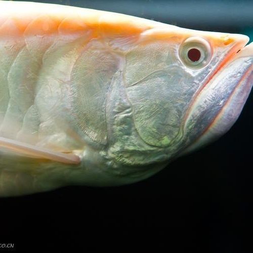 銀龍魚哪個品種最貴？（白化銀龍魚和白化銀龍魚哪個更貴？）