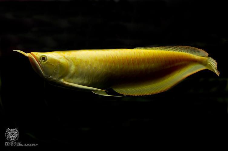 銀龍魚哪個品種最貴？（白化銀龍魚和白化銀龍魚哪個更貴？）