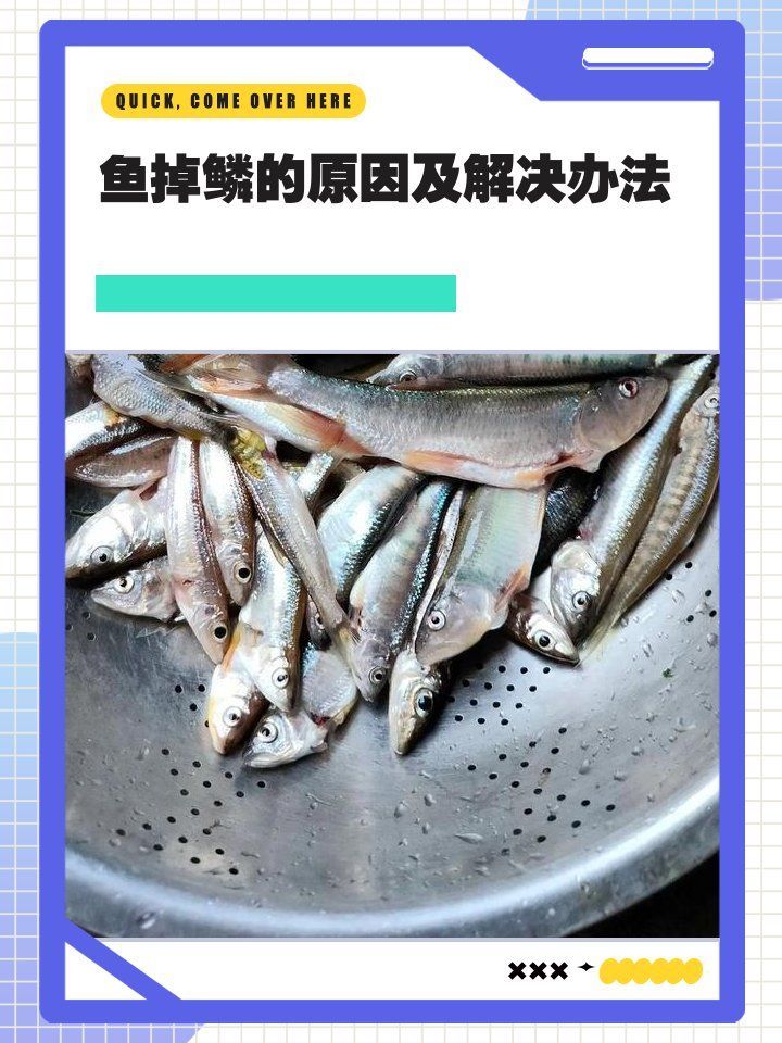 紅龍魚鱗片掉落可能是哪些原因?qū)е碌模浚t龍魚鱗片掉落多久會(huì)好）