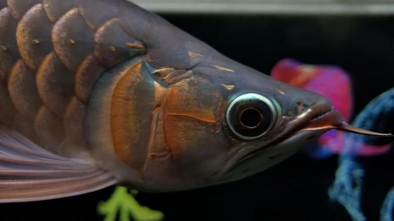 給我一張龍魚發色過程的圖片（如何判斷龍魚發色過程？）