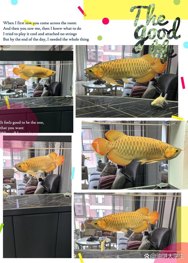 給我一張龍魚發色過程的圖片（如何判斷龍魚發色過程？）