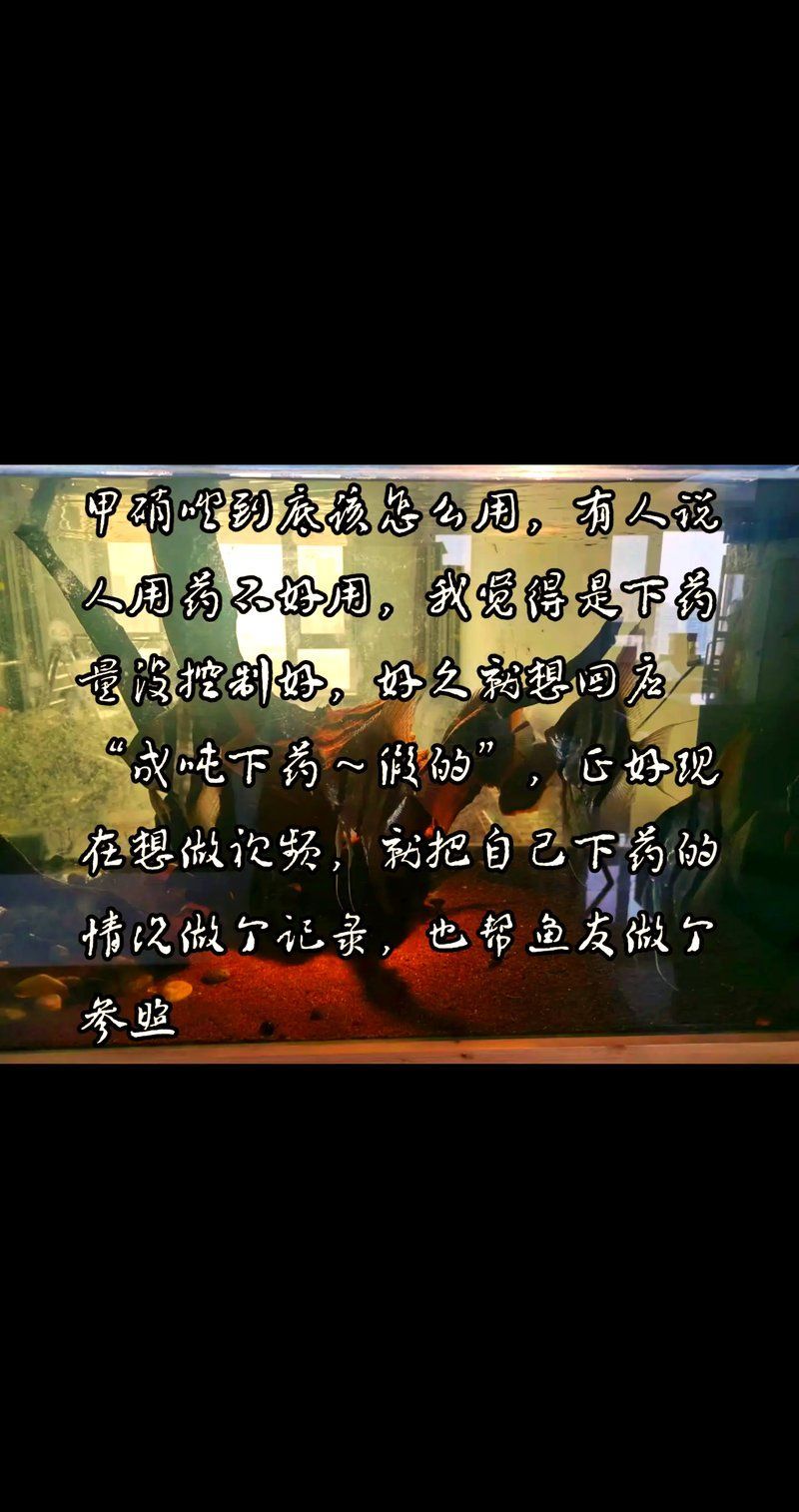 哪種藥物治療龍魚嚴重疾病最有效？（關于龍魚嚴重疾病治療的建議）