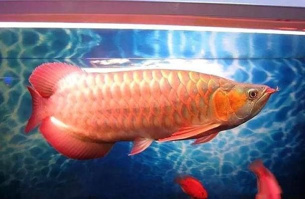 有哪些紅龍魚血統是純正的？（如何判斷紅龍魚血統的純正性？）