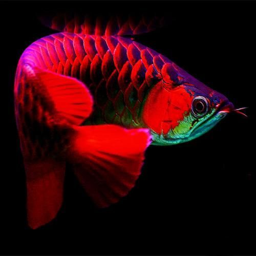 有哪些紅龍魚血統是純正的？（如何判斷紅龍魚血統的純正性？）