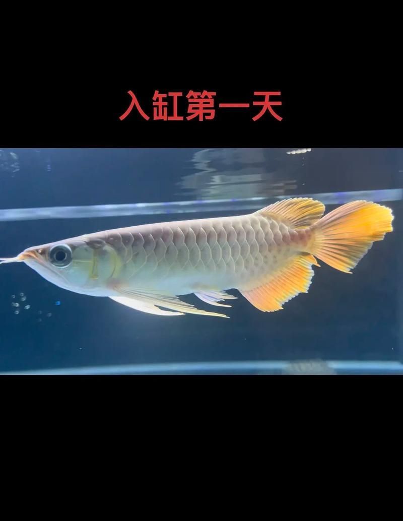 如何辨別紅龍魚苗的品相和血統？（如何辨別紅龍魚苗的品相與血統）