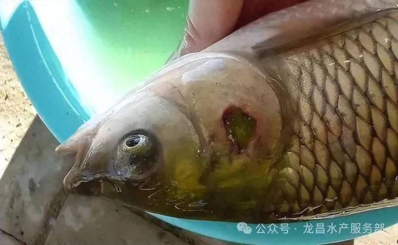 能提供更多龍魚魚鰓起泡的圖片嗎？（龍魚鰓部起泡怎么辦）