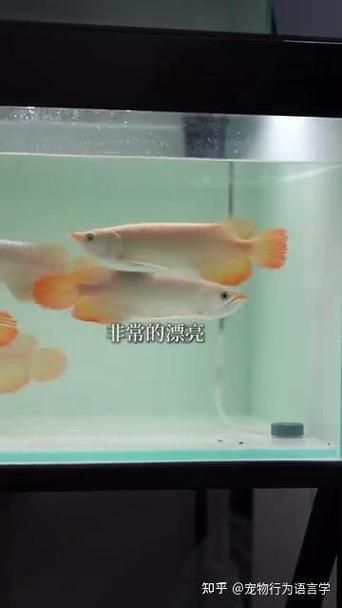 如何判斷龍魚是否需要補(bǔ)充活食？（如何判斷龍魚是否需要活食）