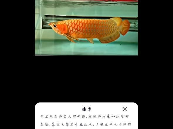 金龍魚的觀賞價值體現在哪些方面？（什么是金龍魚）