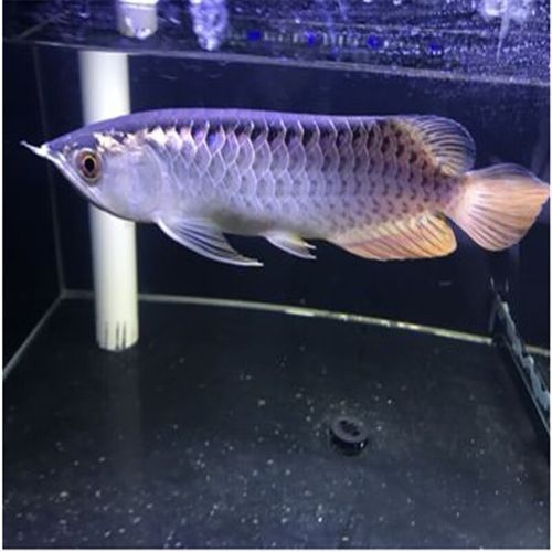 哪里可以買到20厘米的金龍魚？（20厘米的金龍魚價格是多少哪個平臺購買金龍魚最可靠）