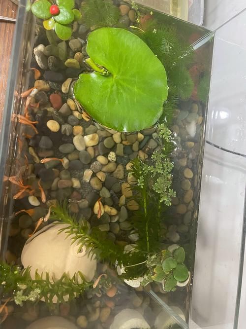 高背金龍魚有長成過背的可能嗎，過背金龍魚和高背金龍魚哪個更珍貴？