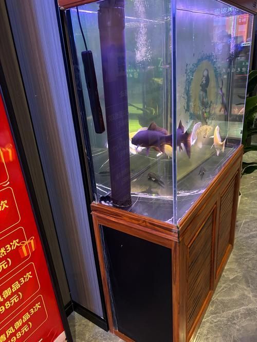 銀龍魚使用藍加白燈的具體方法（銀龍魚使用藍加白燈使用藍加白燈的具體操作方法是什么）