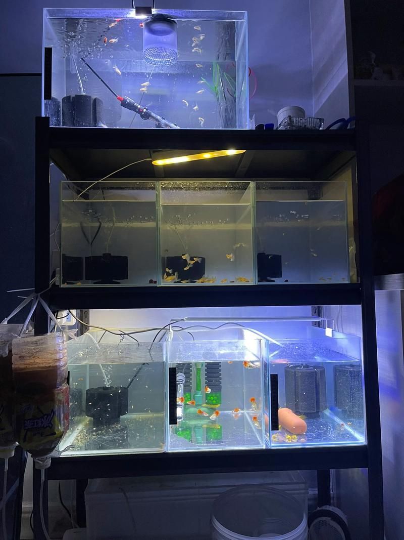 銀龍魚使用藍加白燈的具體方法（銀龍魚使用藍加白燈使用藍加白燈的具體操作方法是什么）