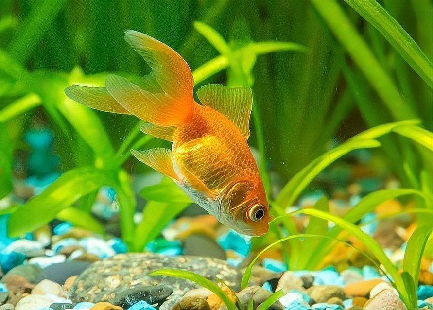 龍魚厭食時應該如何補充維生素？（龍魚厭食如何補充維生素）