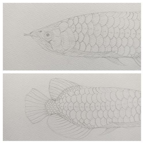 能提供一張深海龍魚的簡筆畫圖片嗎？（深海龍魚的簡筆畫圖片）