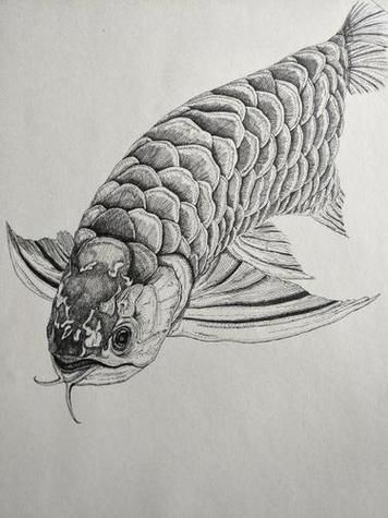 能提供一張深海龍魚的簡筆畫圖片嗎？（深海龍魚的簡筆畫圖片）