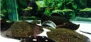 有沒有其他龍魚魟魚飼養手冊的推薦？（《龍魚魟魚飼養手冊》有哪些優缺點？）