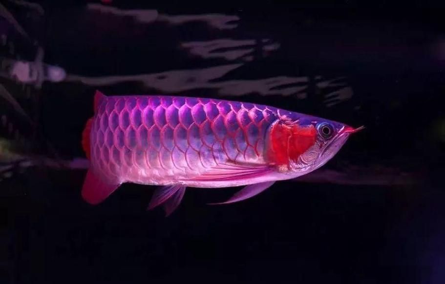 如何挑選一條高質量的紅龍魚？（如何挑選一條高質量的紅龍魚）