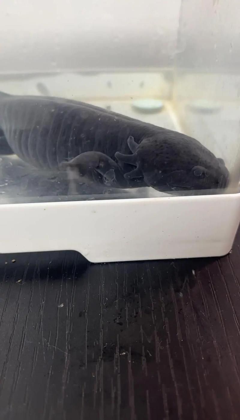 手術修復龍魚腮蓋外翻的風險大嗎？（修復龍魚腮蓋外翻的風險評估）