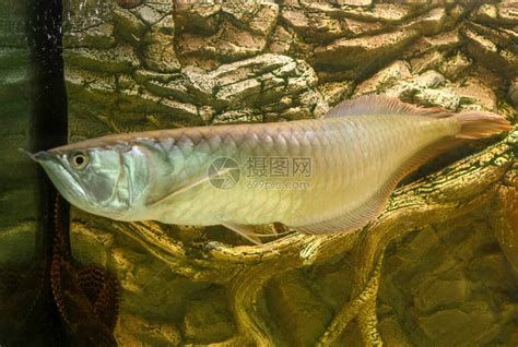 如何預防銀龍魚身上長白膜？（銀龍魚身上出現白膜或白毛怎么辦？）