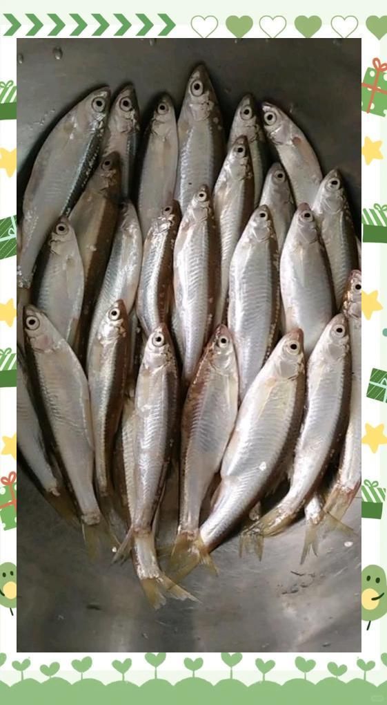 白龍魚有哪些營養價值（白龍魚有哪些功效與作用？）