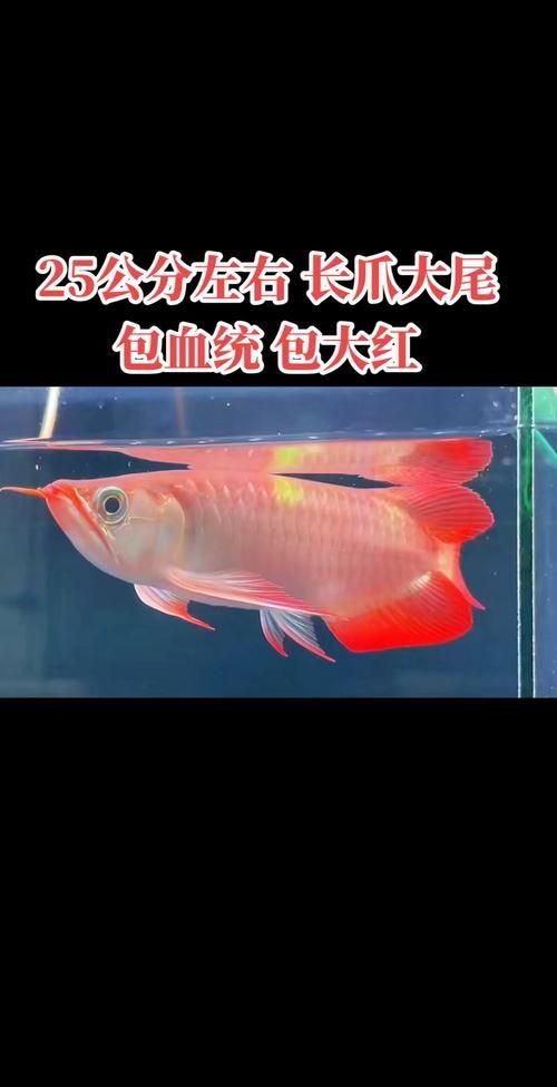 短身半福紅龍魚的價格是多少？（短身半福紅龍魚有哪些健康問題，如何辨別短身半福紅龍魚的品相？）