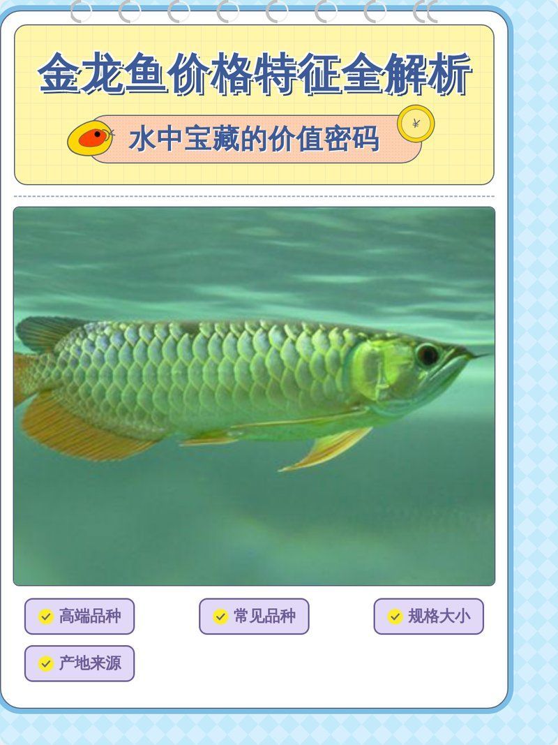 金龍魚作為觀賞魚的價格是多少？（殼殼物語,金龍魚價格特征全解析）