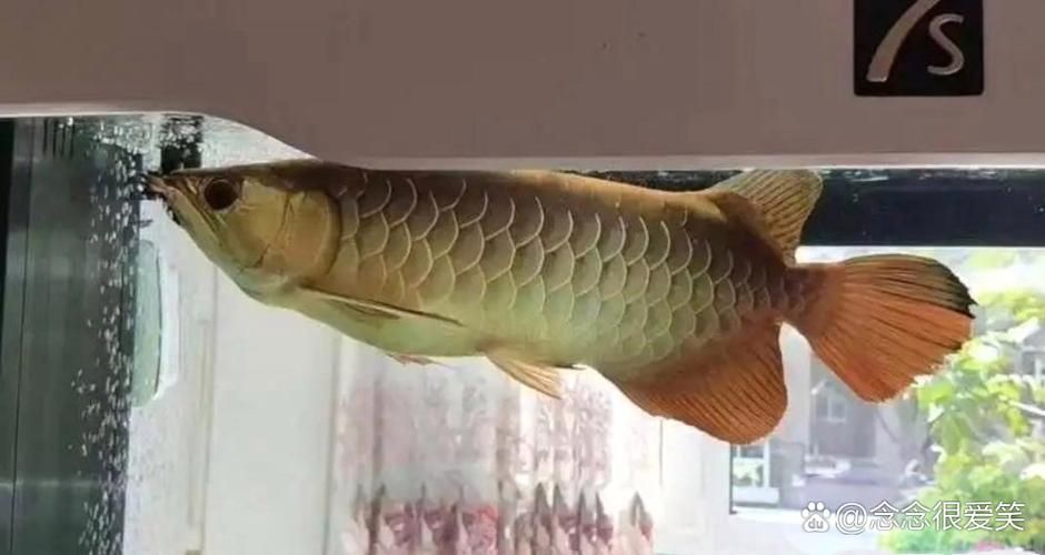 2025年長城杯龍魚有哪些品種（2025年長城杯世界龍魚錦標賽獲獎名單）