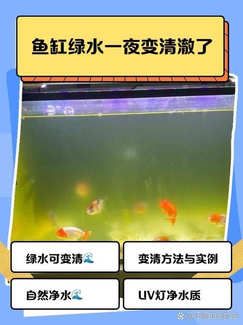 如何在龍魚吧發布信息？（養了3年金龍，終于長出完美背鰭）