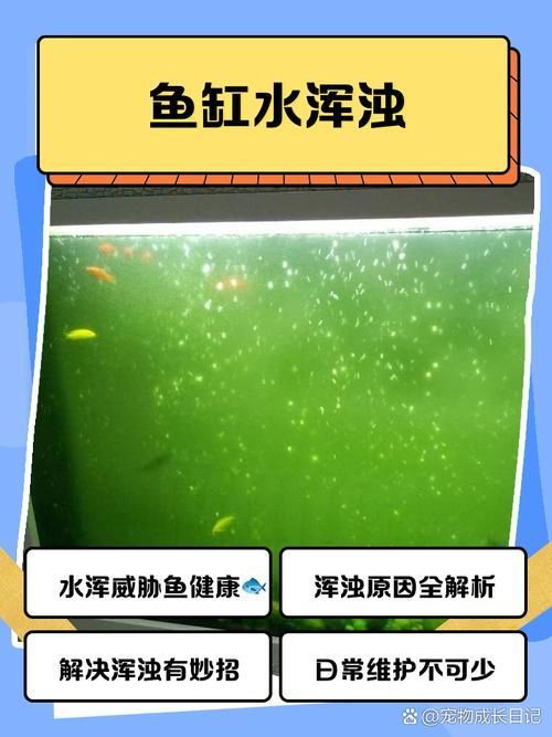 如何在龍魚吧發布信息？（養了3年金龍，終于長出完美背鰭）