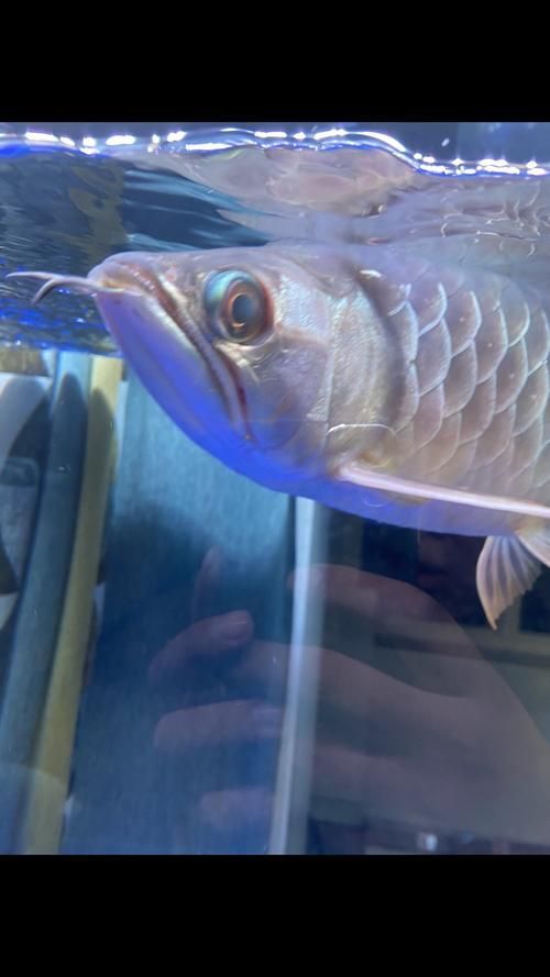 哪種藥物治療龍魚腮部鼓包最有效？（治療龍魚腮部鼓包）