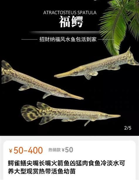 詳解（1000字和配圖）有哪些魚種與龍魚不兼容？（魚類有哪些特點？）