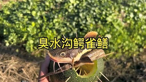 詳解（1000字和配圖）有哪些魚種與龍魚不兼容？（魚類有哪些特點？）