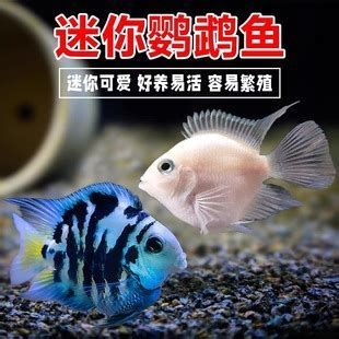 詳解（1000字和配圖）有哪些魚種與龍魚不兼容？（魚類有哪些特點？）