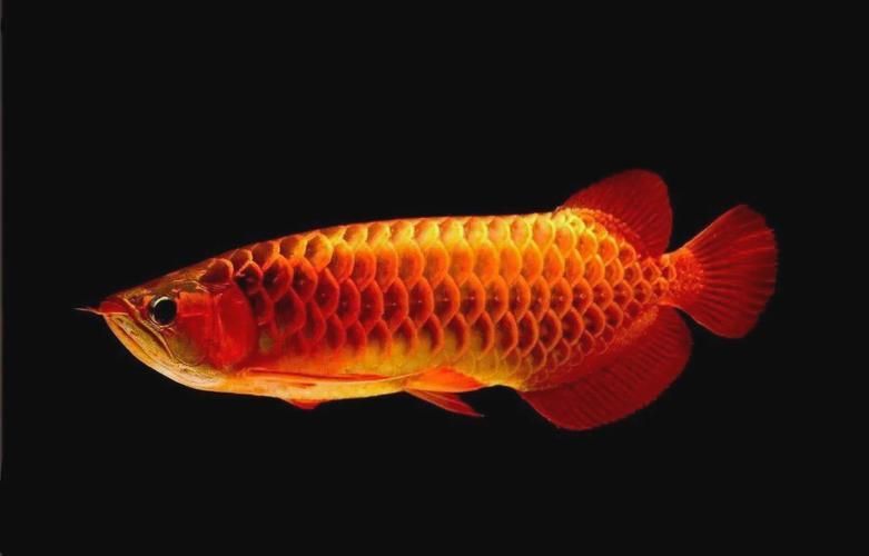 如何挑選健康優質的龍魚？（如何挑選一條健康優質的龍魚）