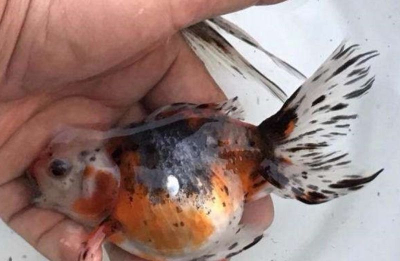 哪些藥物可以有效治療龍魚鰓病？（權(quán)威水族醫(yī)學(xué)實(shí)踐與觀賞魚養(yǎng)殖中高致死率的常見疾病）
