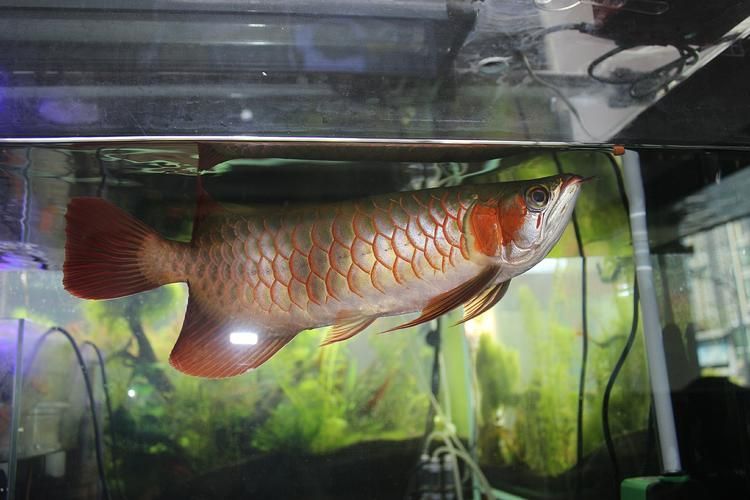 龍魚之巔吧有哪些特色板塊？（百度龍魚之巔吧）