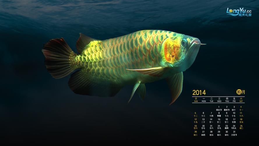 龍魚之巔吧有哪些特色板塊？（百度龍魚之巔吧）