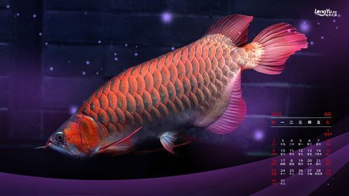 龍魚之巔吧有哪些特色板塊？（百度龍魚之巔吧）
